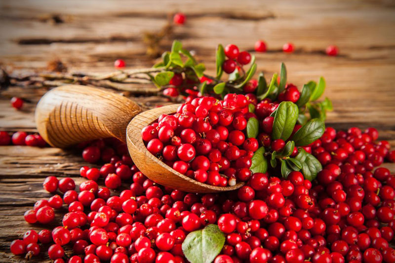 Les Cranberries (ou Canneberges), un puissant atout santé